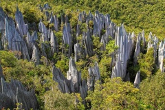 The Pinnacles - Gunung Mulu National Park, Sarawak, Borneo